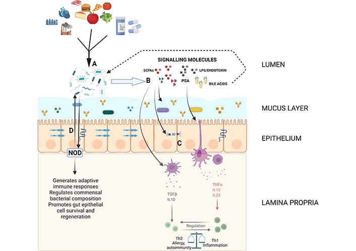 The Gut Microbiome And The Immune System