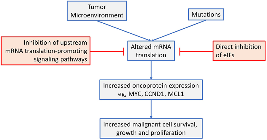 Targeted Inhibition Of Mrna Translation Initiation Factors As A Novel Therapeutic Strategy For Mature B Cell Neoplasms