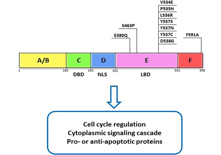 Endocrine therapy resistance: what we know and future directions