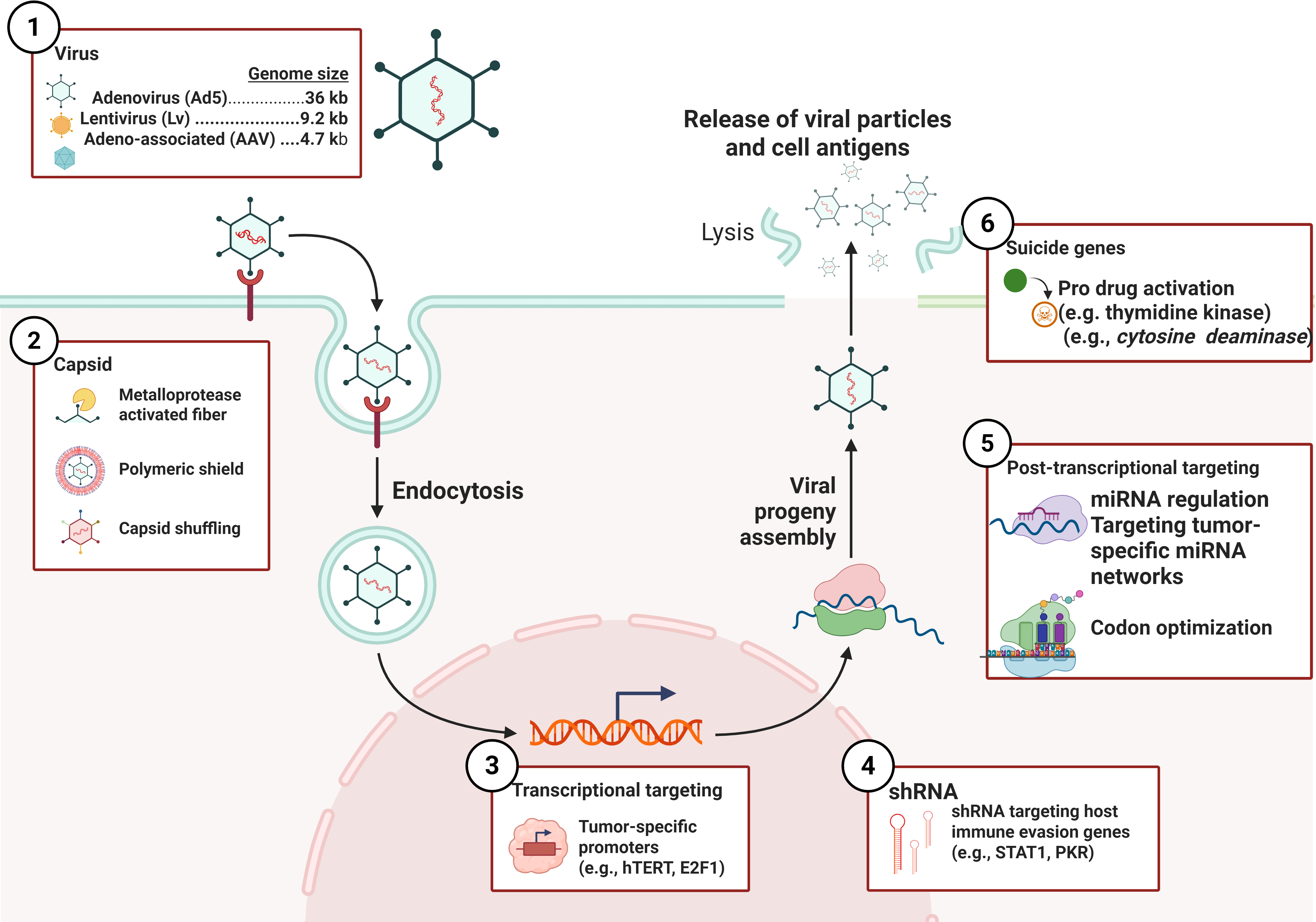 Scimp Exploration of Immunology