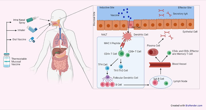 Frontiers  C500 variants conveying complete mucosal immunity