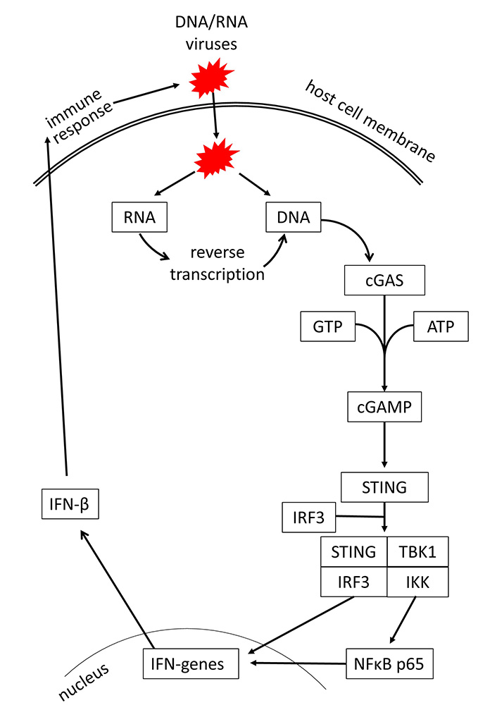 Mitochondrial DNA and TLR9 activation contribute to SARS-CoV-2-induced endothelial cell damage. - Abstract - Europe PMC