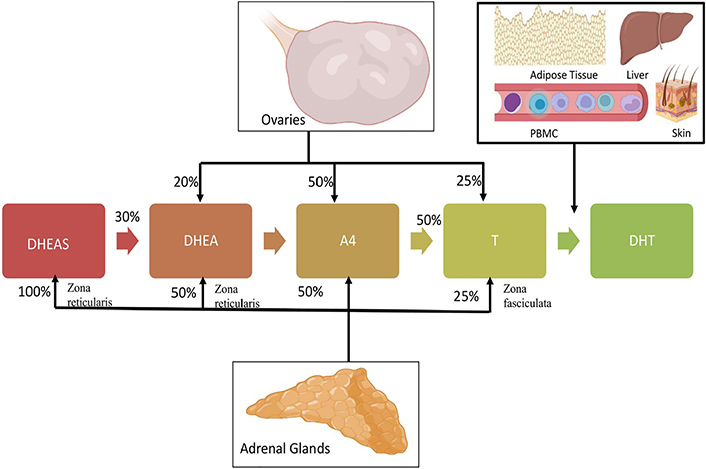 Polycystic ovary syndrome and immune deregulation: what do hormones ...