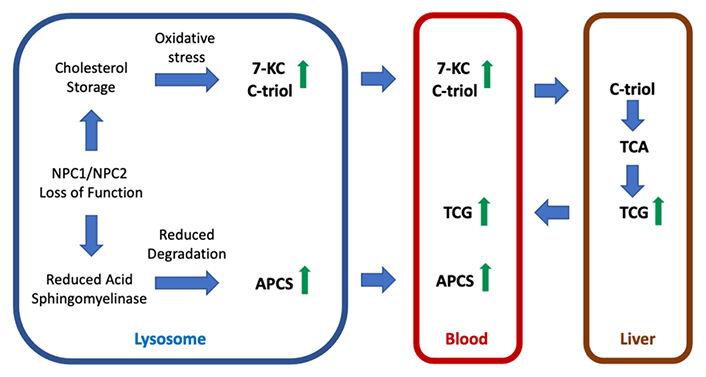 Rapid Diagnosis of 83 Patients with Niemann Pick Type C Disease and Related  Cholesterol Transport Disorders by Cholestantriol Screening - eBioMedicine