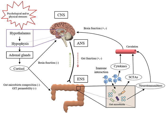 Fiber deprivation and microbiome-borne curli shift gut bacterial  populations and accelerate disease in a mouse model of Parkinson's disease  - ScienceDirect