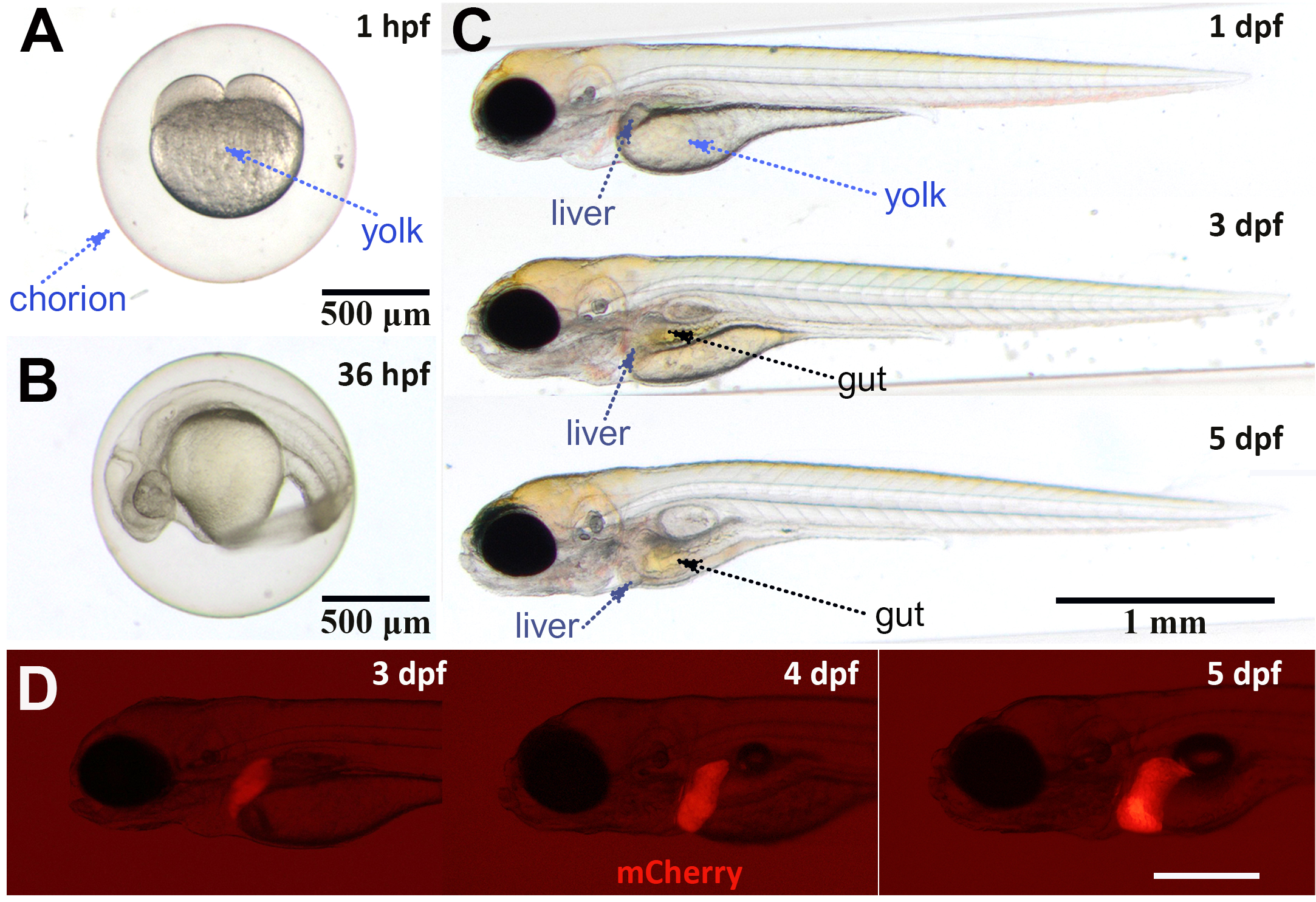 Fish Larvae Digested Exploration of Digestive Diseases