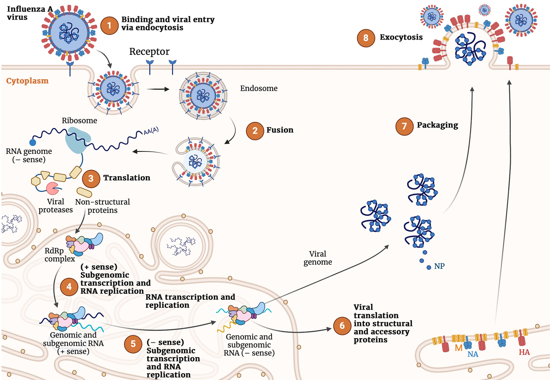 Exploration of Drug Science